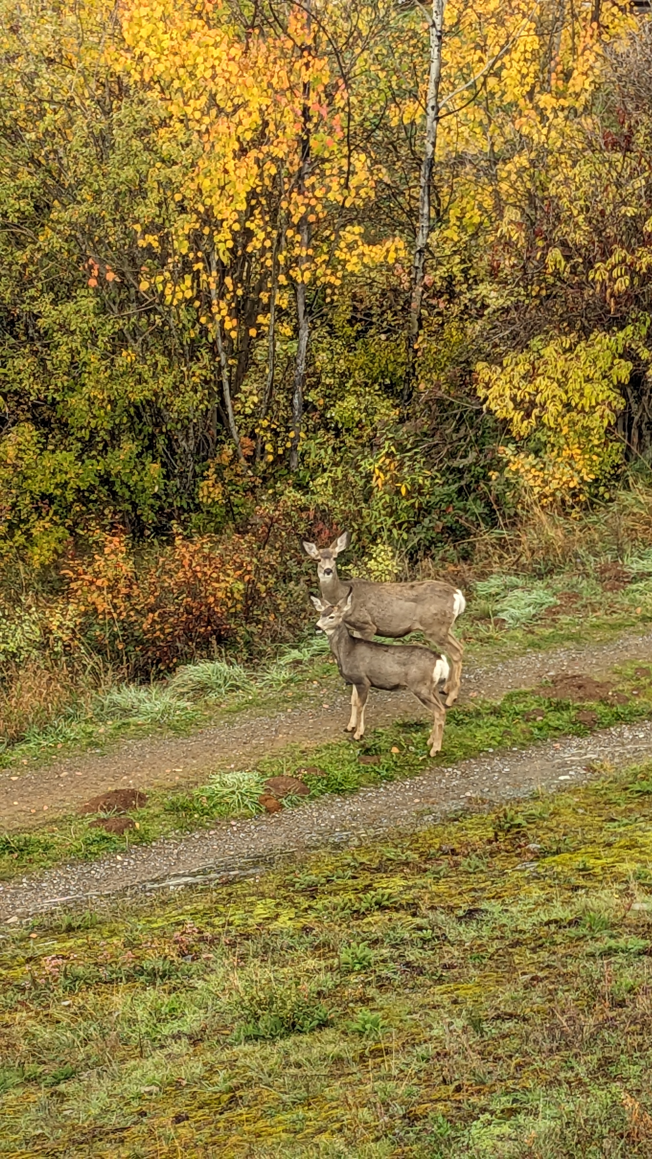 Deer on the roadway